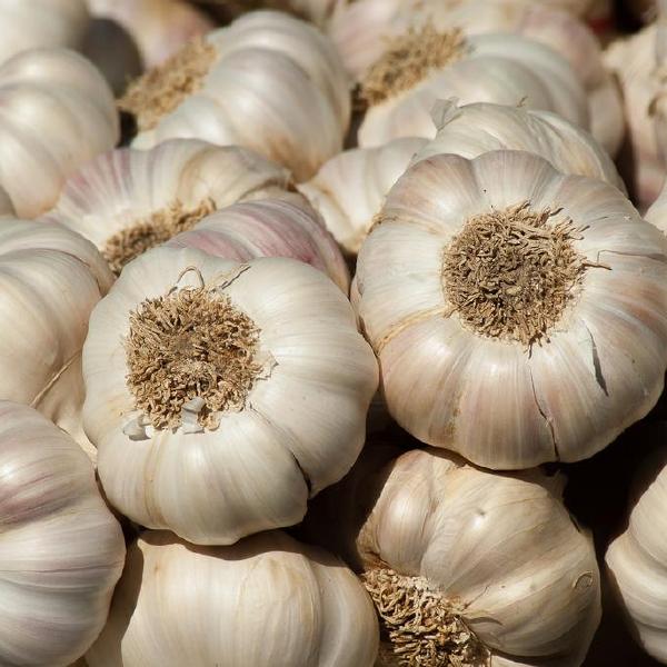 Garlic