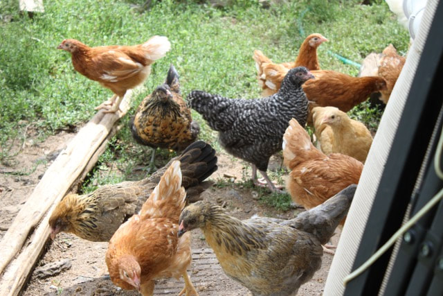 Eggs, Chicken