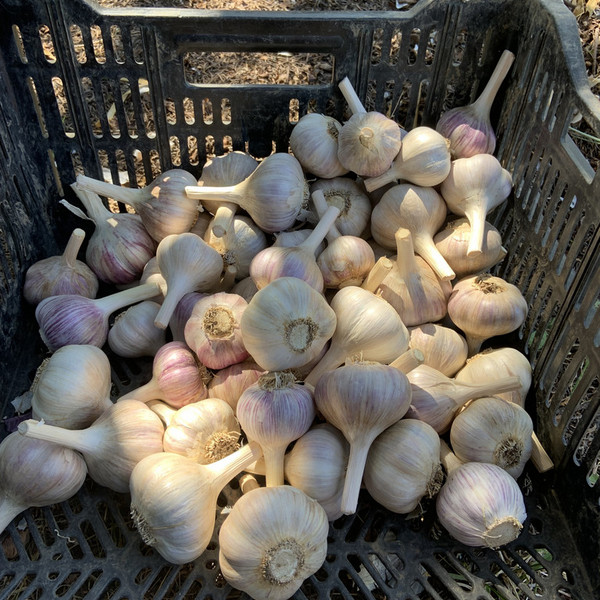 Organic Hardneck Garlic