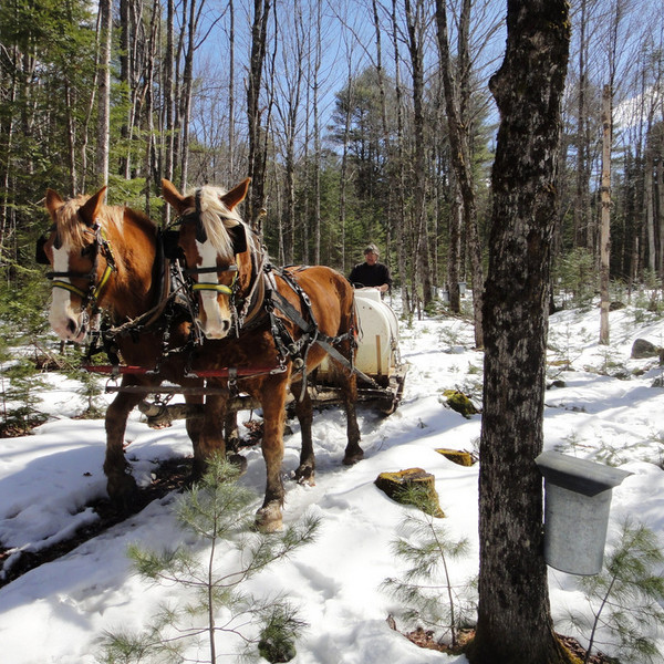 Maple Syrup