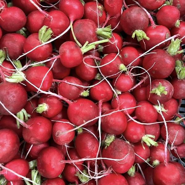Radishes, wholesale (Certified Organic)