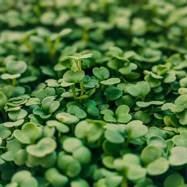 Broccoli Micogreens