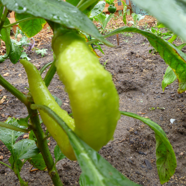 Pepper- Sweet Banana