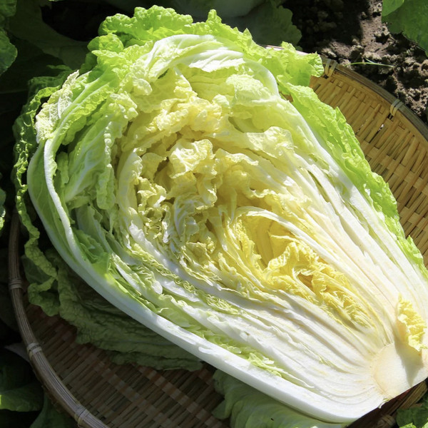 Cabbage, Napa