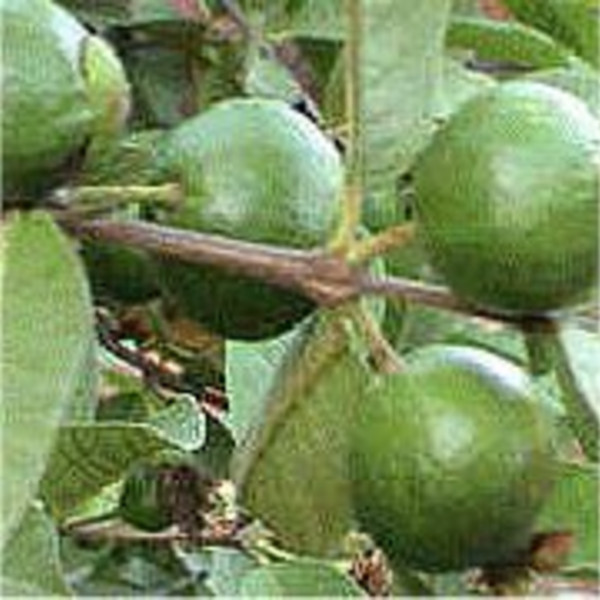 Mexican Guavas - Fresh
