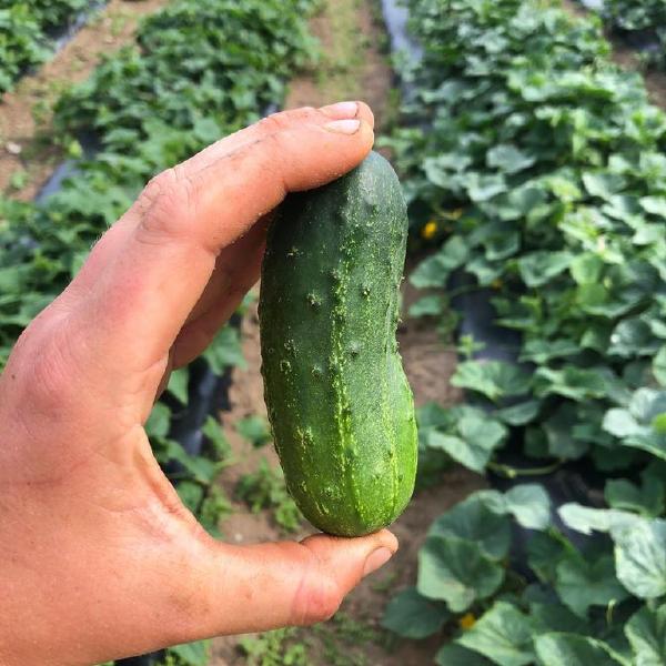 2026 CSA: Half Share, June-Nov