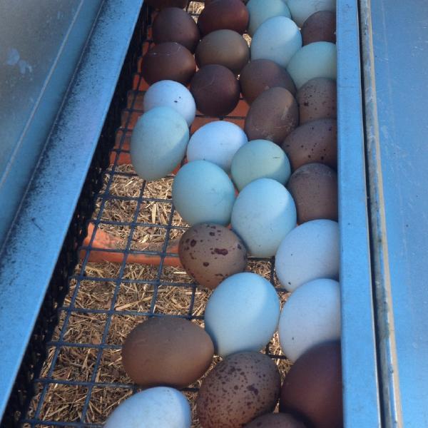 Chicken egg share - Winter/Spring 2026 - 22 weeks