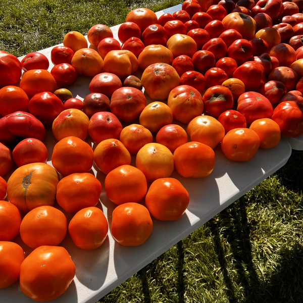 2025 Vegetable Share