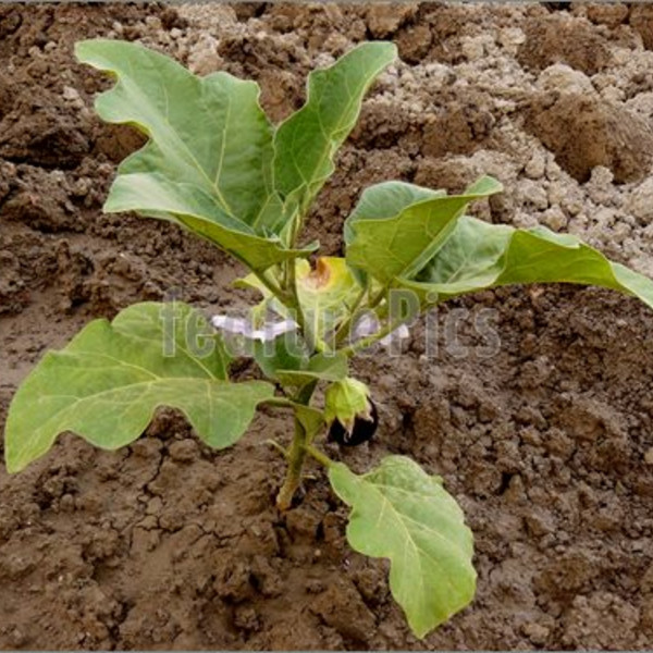 **EGGPLANT PLANT START