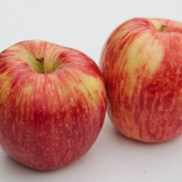 Apples, Jonagold case 88ct