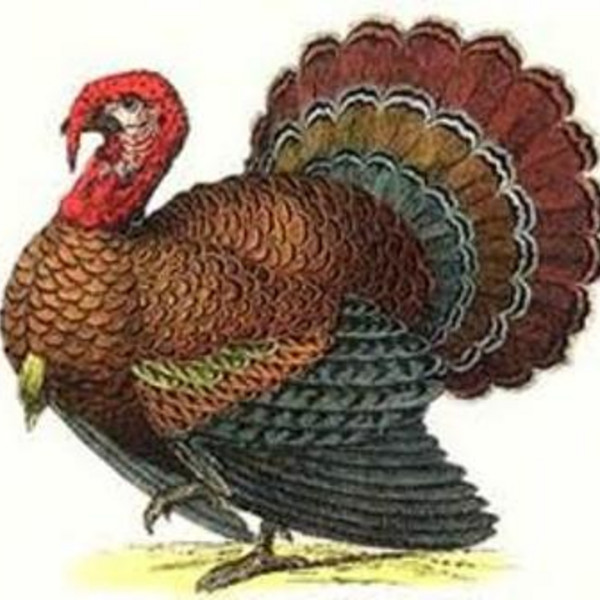 Holiday Turkeys