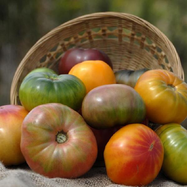 Heirlooms, 10lbs