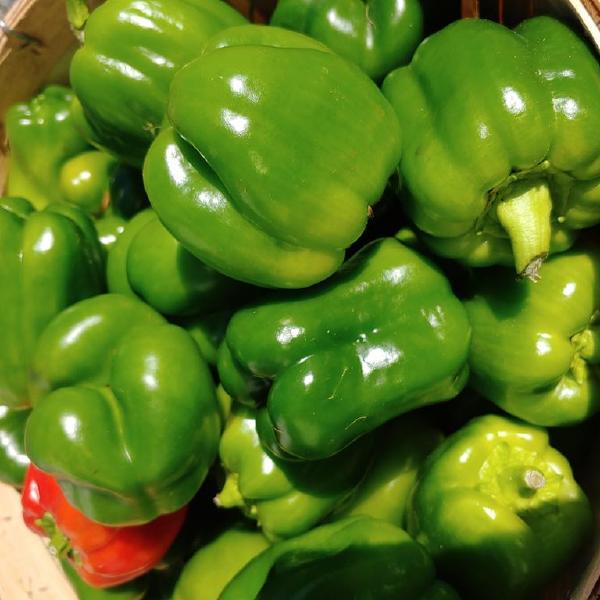 Bell Pepper