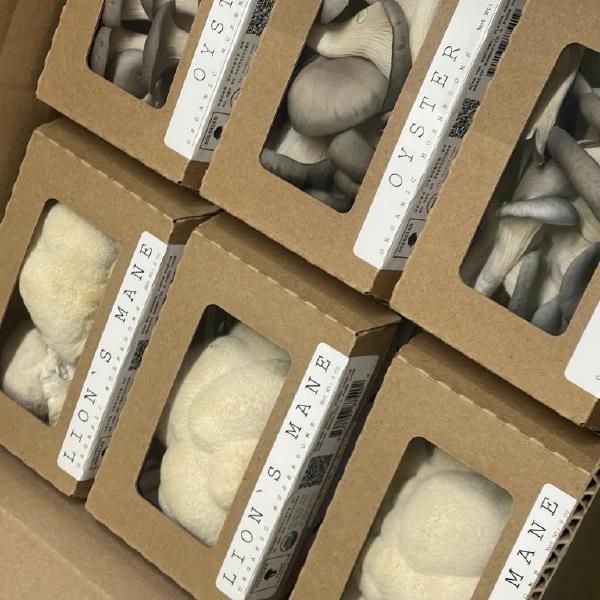Mushrooms (Agrarian Feast)