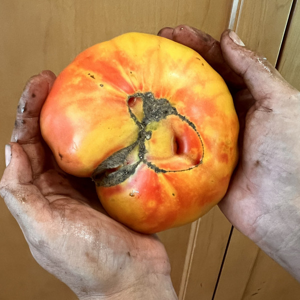 CSA Subscribers Only - Canning Tomato Add-On