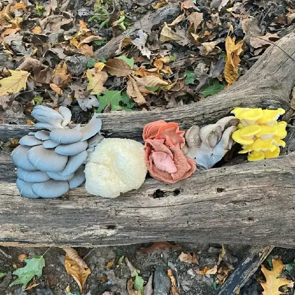 Mushrooms