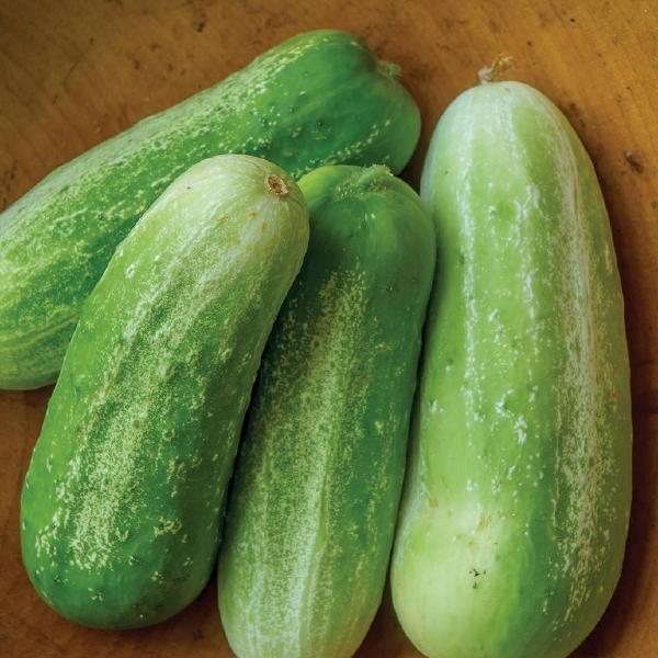 Picklebush Cucumber