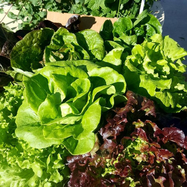 CSA Living Lettuces & Greens Share
