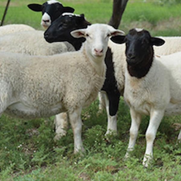 Twice Monthly Lamb Share