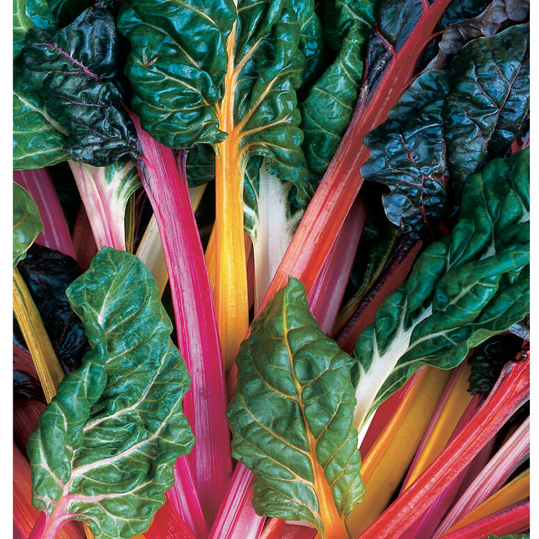 Swiss Chard