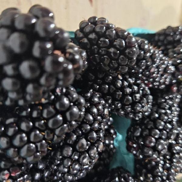 Blackberries
