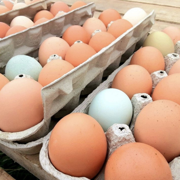 Egg - One Dozen Single Delivery