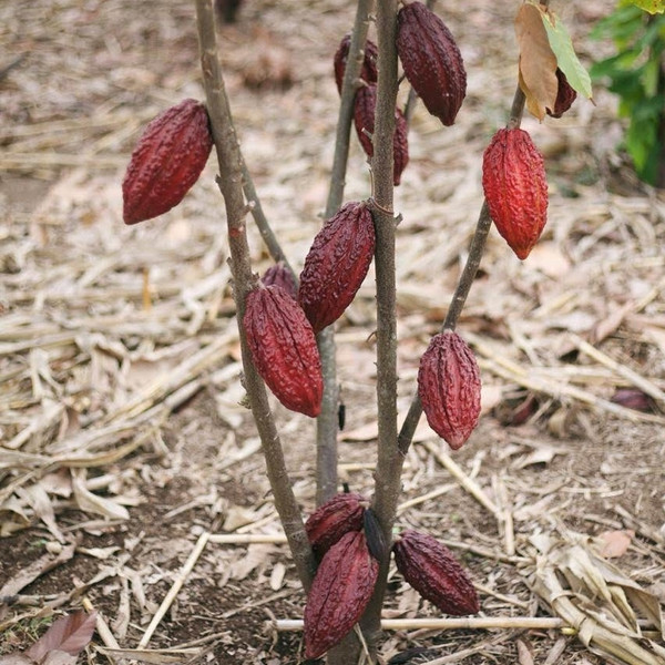 Cacao (Chocolate)