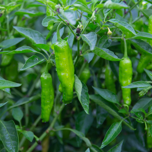 Pepper- Shishito