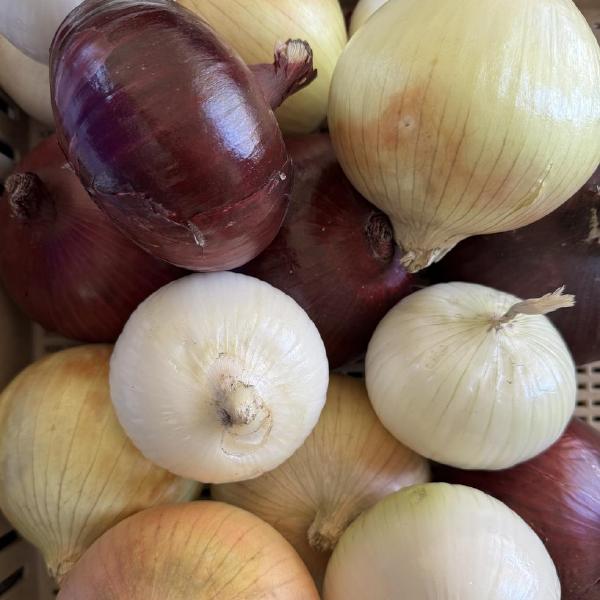 Onions