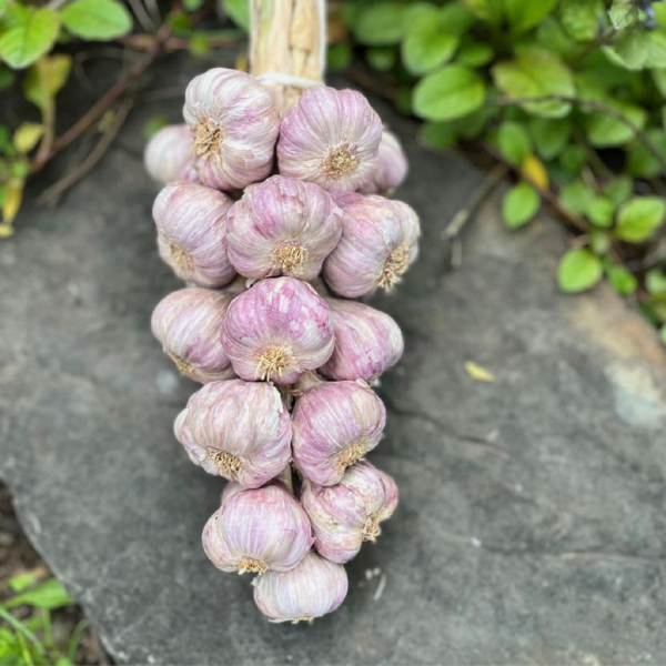 Garlic Bouquet