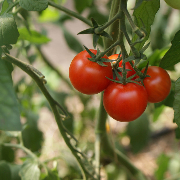 Cherry Tomato- Washington