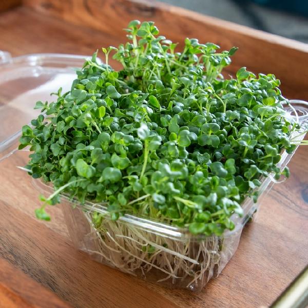 Sweet Peas Microgreens