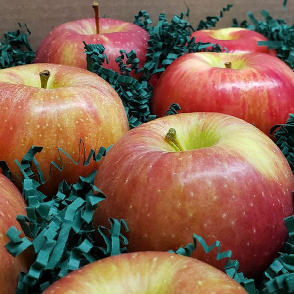 Apple Gift Box, Double