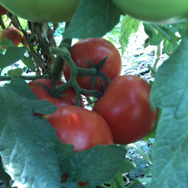 Tomato- Wisconsin 55