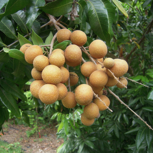 Longan