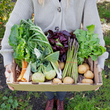 One Size Vegetable CSA Share