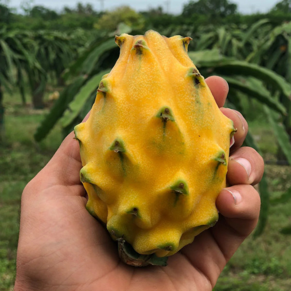 Yellow Dragon Fruit (Pitaya)