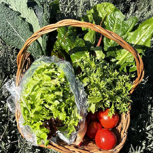 Bountiful Veggie Share