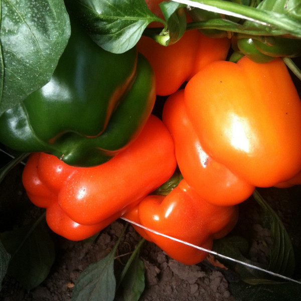 Pepper- Orange Bell