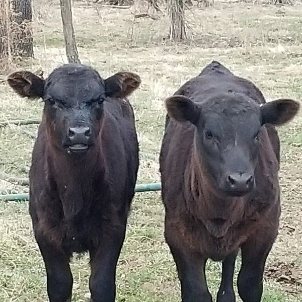 Beef - Short Ribs