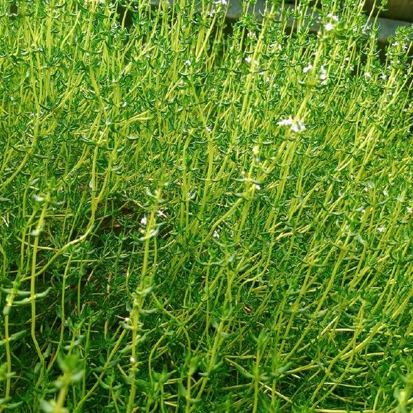 Thyme