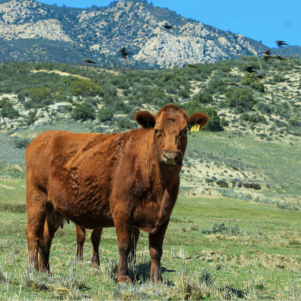 Sage Mountain Beef CSA: 12 months