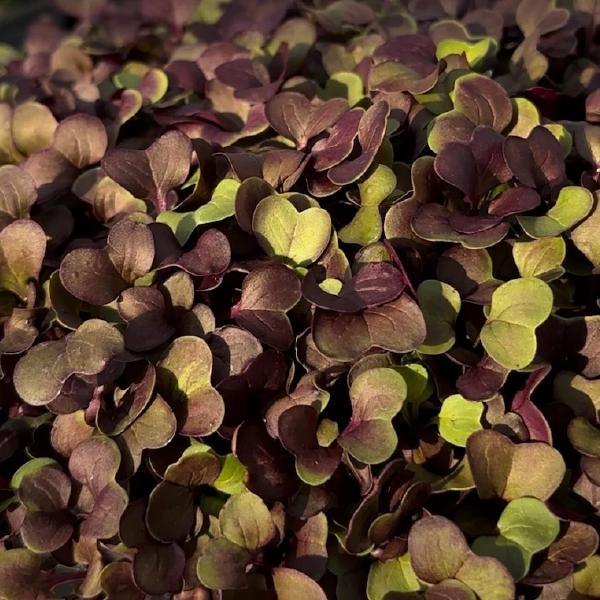 Purple Radish Microgreens