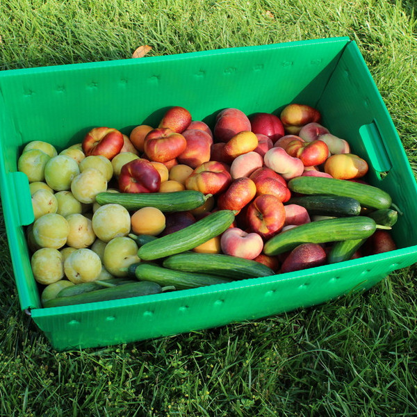 Fruits (100 Pieces and Up)