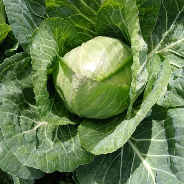 Cabbage