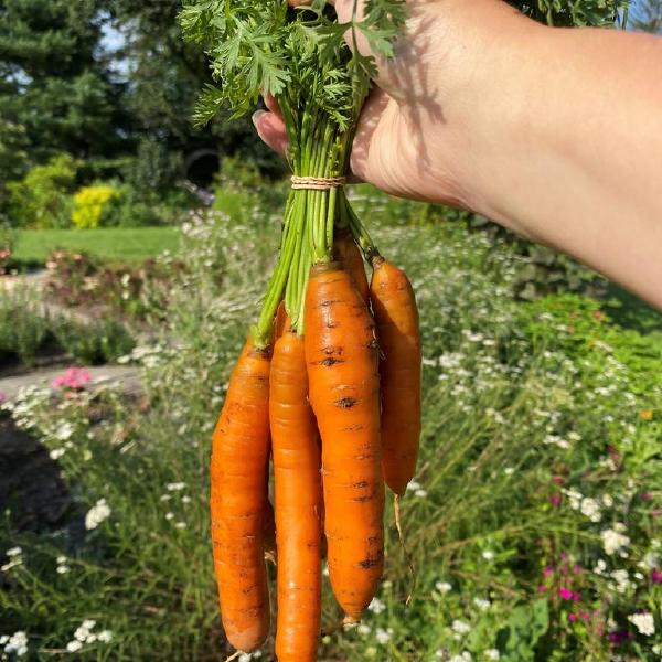 Certified Organic Carrots