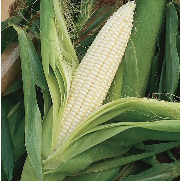 Sweet Corn, Silver Queen