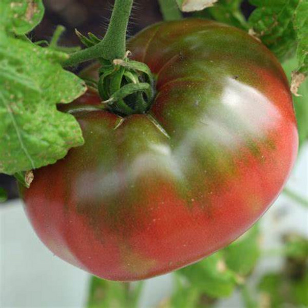 Heirloom Tomato- Cherokee Purple