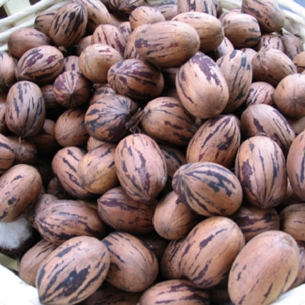 Whole Large Grafted Pecans
