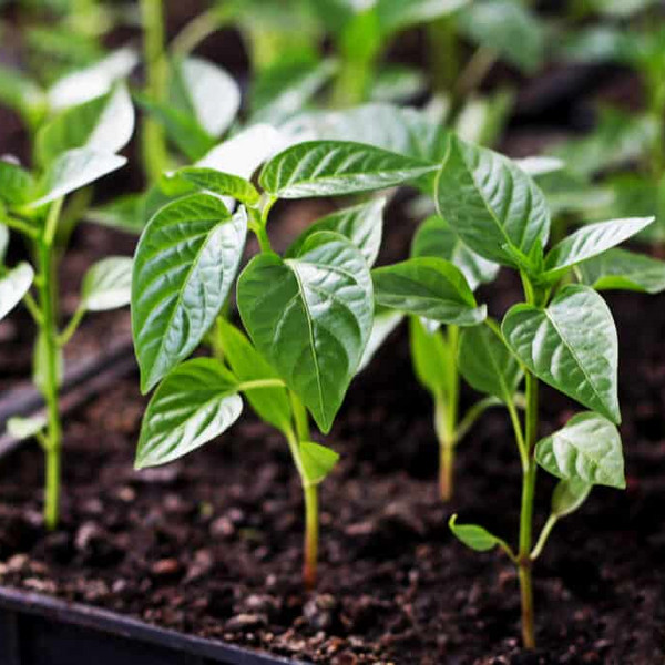 **JALAPENO PEPPER PLANT START